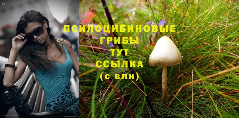 мега ССЫЛКА  Реутов  Псилоцибиновые грибы MAGIC MUSHROOMS 